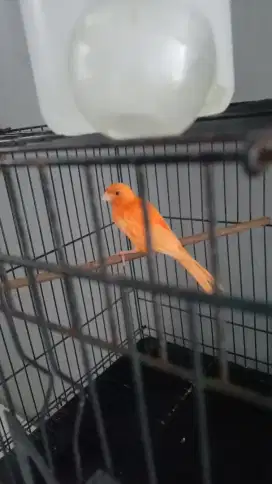 Burung kenari Melok