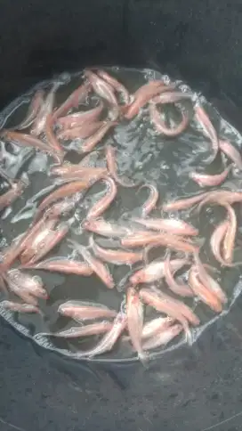 Ikan patin albino