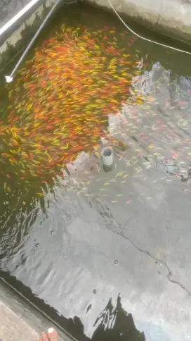 Ikan hias glofish