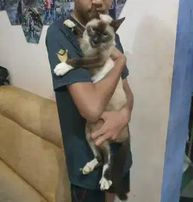 Kucing Siamese Jantan 4 Tahun Terawat dan Sehat Siap di Adopsi