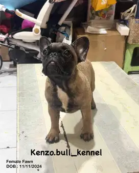 Frenchie bulldog