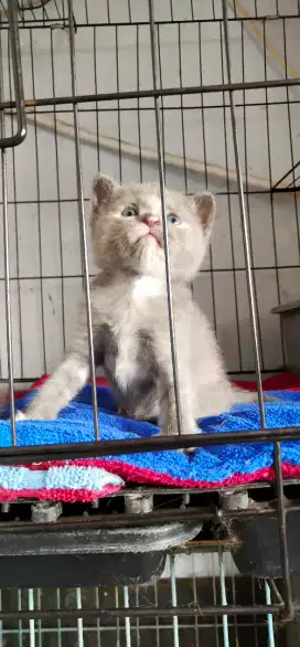 kitten BSH munchkin ( open PO )