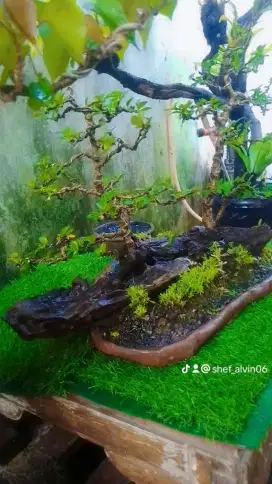 BONSAI AQUATIK estetik