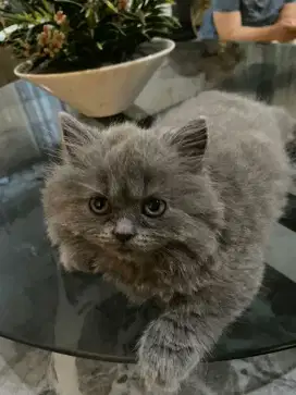 Kitten british long hair betina 2 bln