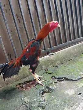 ayam bangkok super