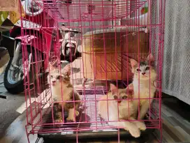 Kitten gratis adopt