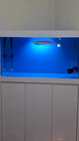 ARWANA SILVER ALBINO