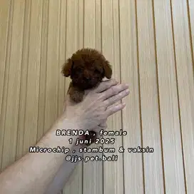 Toy poodle imut male female