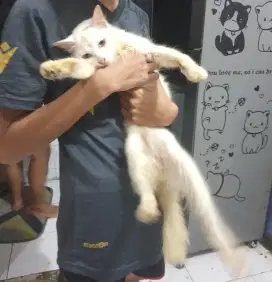 Kucing Anggora Usia 2 Tahun Betina Terawat