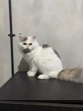 Kucing Persia 1 tahun
