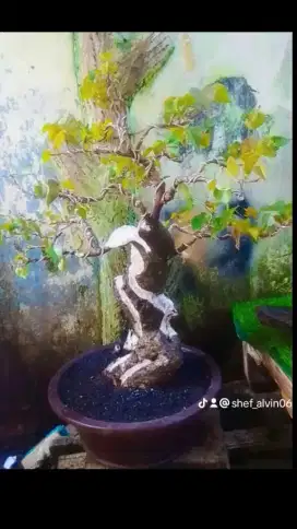 Bonsai monster waru