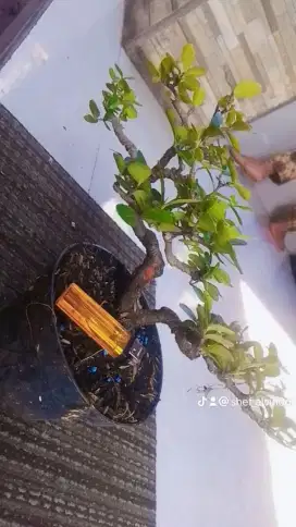 Mini Bonsai estetik