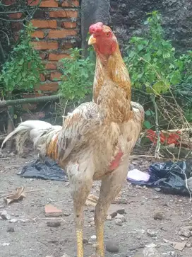 Cross breeding ayam Shamo zuchter dengan Ayam Aseel Parrot