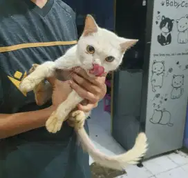 Kucing Anggora Jantan 1 Tahun Terawat Siap Dirawat Pemilik Baru