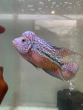 Ikan louhan kamfa f2 line gb