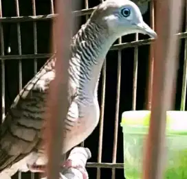 Kantong Semar lokal alam super