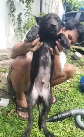 Herder pupies ( bogor)