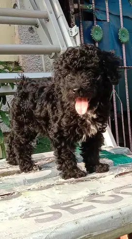 Anak anjing Poodle