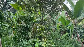Kebun kopi robusta berada di ketinggian 650 MDPl di tabanan bali