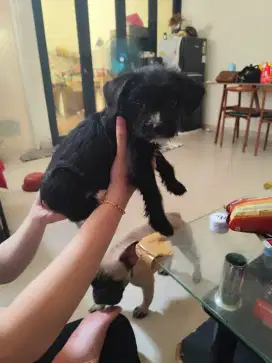 Sale anakan Frenchie x Toy Poodle