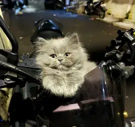 Kitten persia BSH jantan 3 bulan setegah