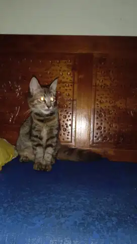 Kitten Mainecoon campuran