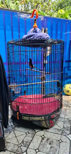 Dicari karyawan toko burung