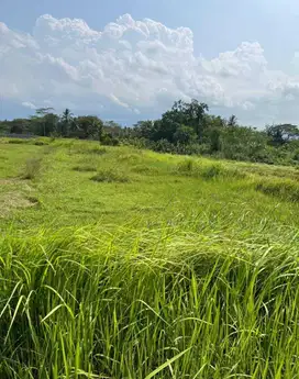DIJUAL SAWAH 350RB/M 797M2 DEKAT JL KLANGON-TEMPEL.JK13413