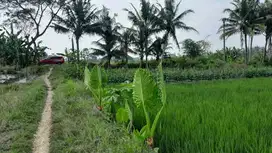 TANAH SAWAH TIMUR KAPANEWON MINGGIR SLEMAN 1180M2 600RB/M NEGO.JK13414