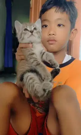 Kucing manis Ganti pakan ada 3 ekor usia 2bulan warna cakep cakep