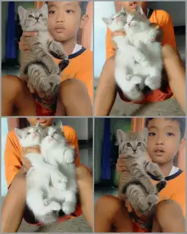 3 ekor usia 2 bulan ganti pakan.  Aja unyuk unyuk