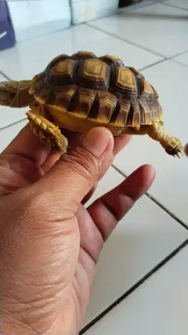 Kura sulcata 9 cm