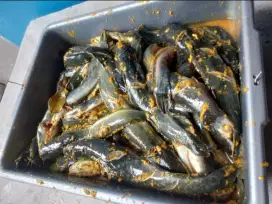 Ikan lele marinasi bumbu kuning homemade fresh