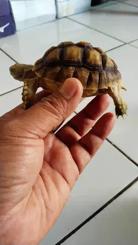 Kura kura sulcata bagus cantik