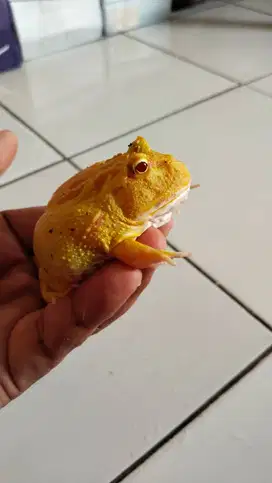 Kodok pacman kuning mata merah