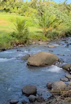 Tanah Murah Los Sungai View Sawah Berambang Jembrana Bali