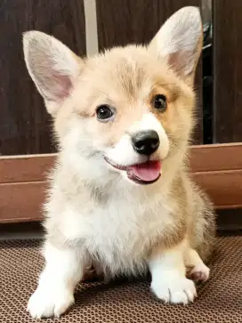 Jual Corgi Jantan Betina