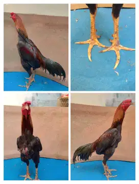 Ayam Bangkok jengger baret