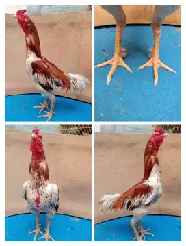 Ayam Bangkok Sola aman pukul keras
