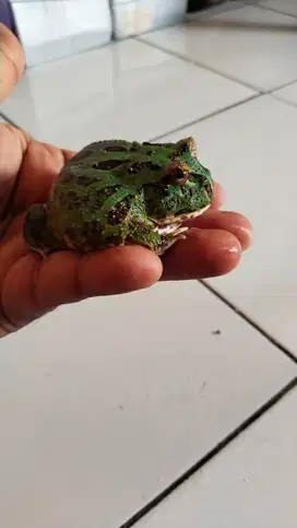 Pacman hijau mata standar
