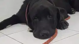LABRADOR IMPORT !  JANTAN DEWASA