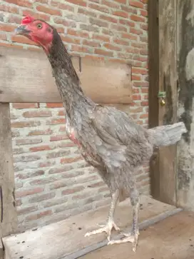 Ayam betina Mangon wilah