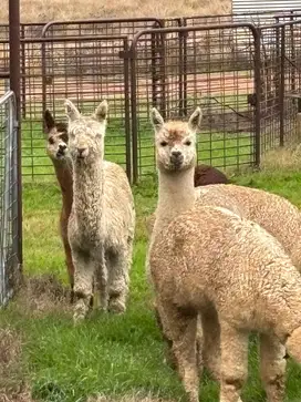 Jual Alpaca Impor – Lucu, Eksotis, dan Ramah!
