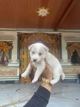 Mix pom sehat & Lincah