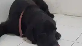 LABRADOR IMPORT ! JANTAN DEWASA