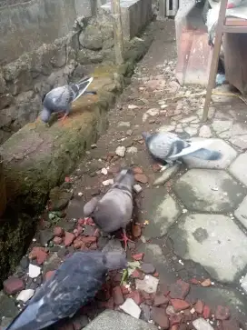 3 ekor merpati piyik tinggian