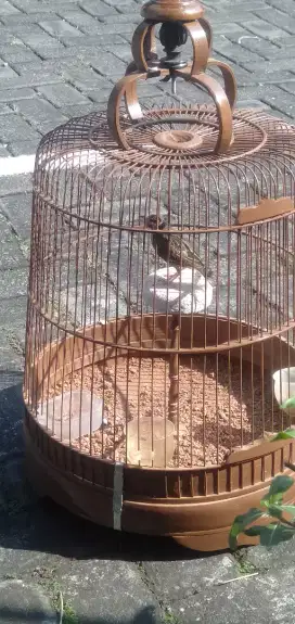 Dijual Burung Branjangan fullset