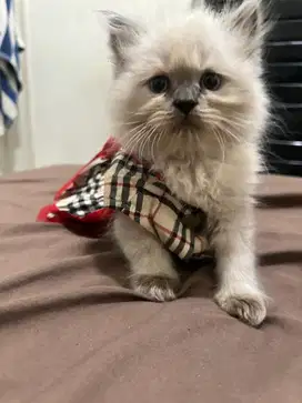 Kucing kitten himalayan 2.5bulan