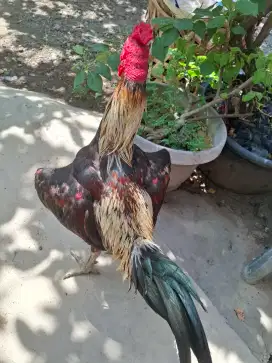 Ayam pama x mangon