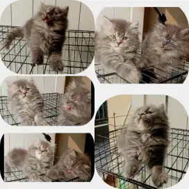 KITTEN PERSIA 2.5 BULAN